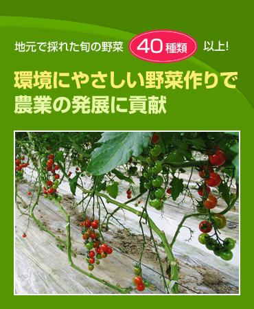 環境に優しい野菜作りで農業の発展に貢献