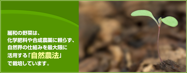 麗和の野菜は、化学肥料や合成農薬に頼らず、自然界の仕組みを最大限に活用する「自然農法」で栽培しています。